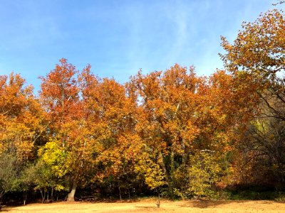Fall color at Crescent Moon Ranch (November 15, 2017)