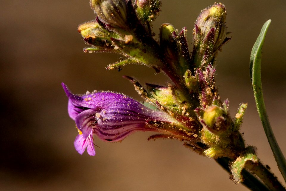 Penstemon breviculus