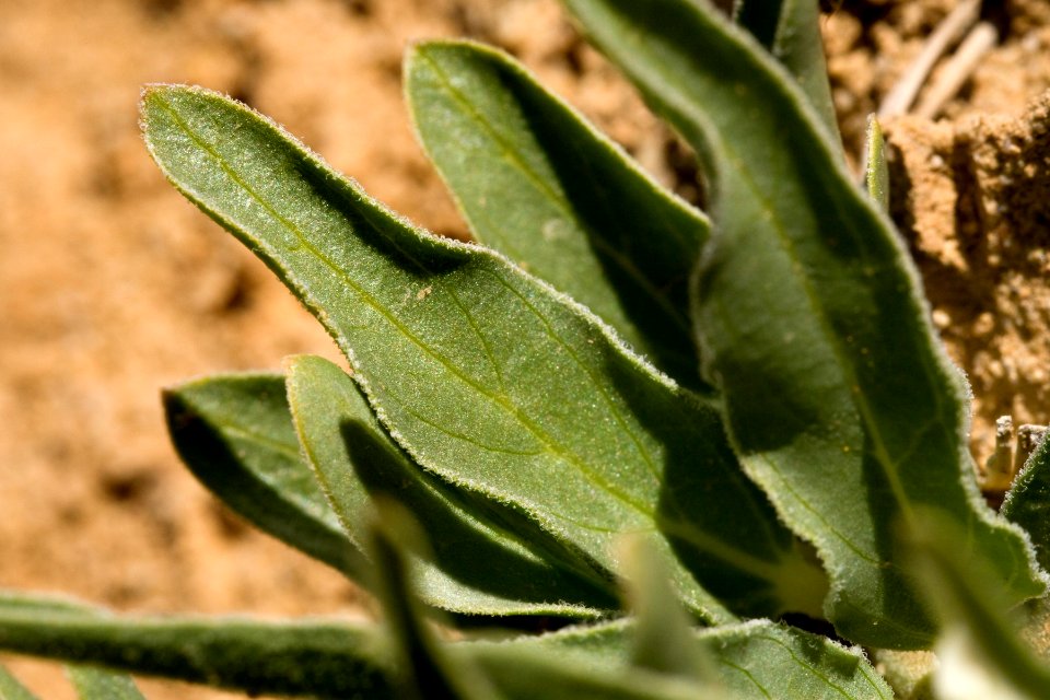 Asclepias macrosperma