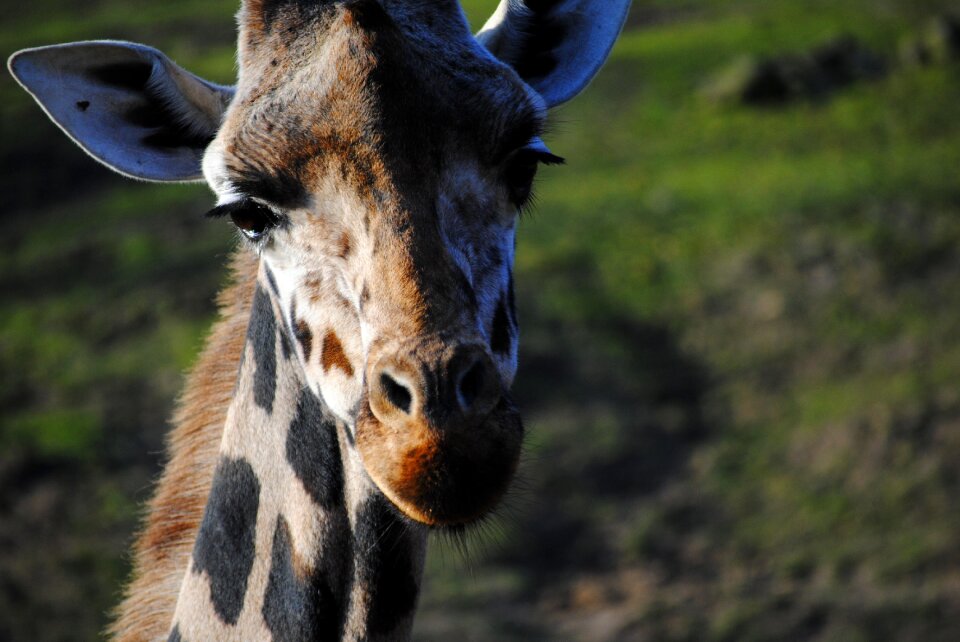 Africa animal face