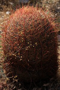 Cactus desert firebarrel
