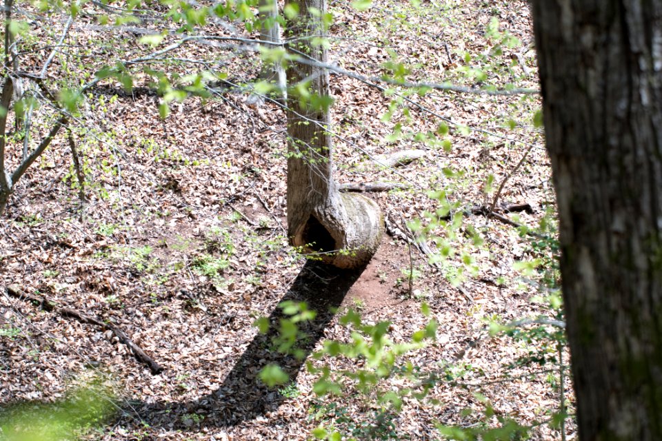 2018 Walk for the Woods Bacon Ridge Natural Area 556