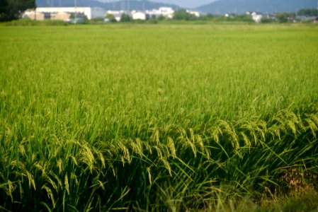 Rice Field