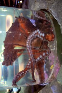 aquarium octopus photo