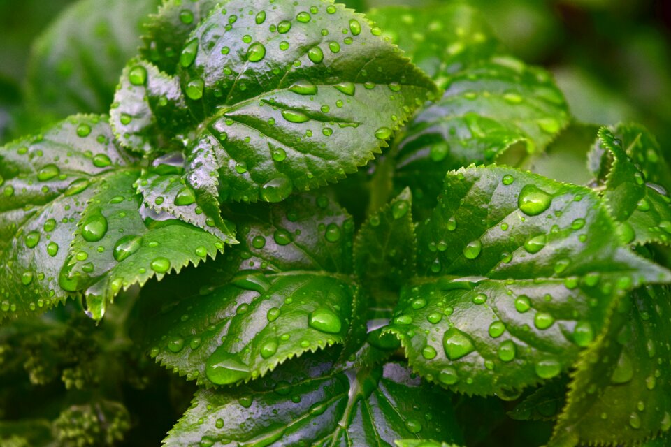 Leaves trees rain drops
