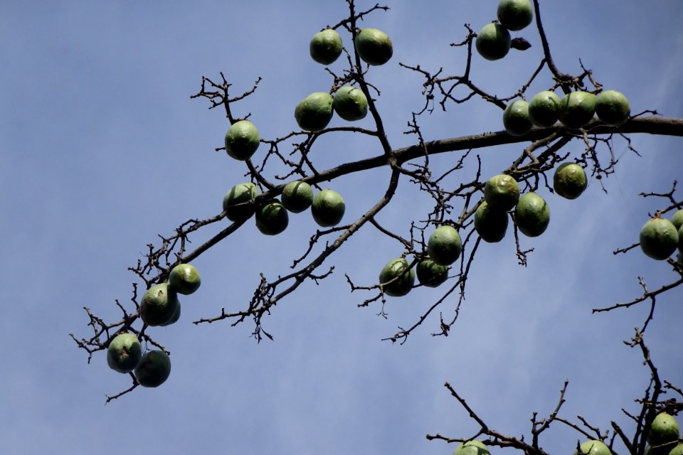 Paineira-rosa, "Ceiba speciosa" Silk-floss tree