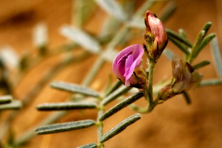 Astragalus ceramicus var. ceramicus