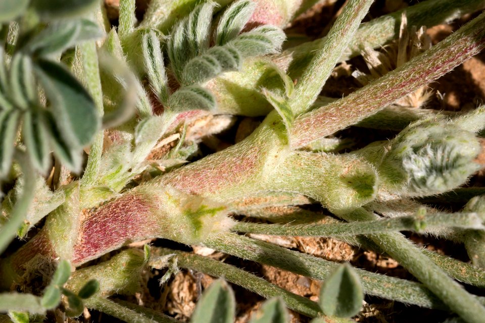 Astragalus tephrodes var. tephrodes
