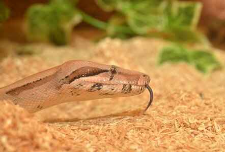 Snake boa imperator lurking