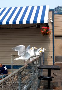 ivars gulls