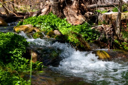 Fossil Springs
