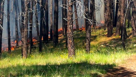 Camillo Fire 2015-06-17