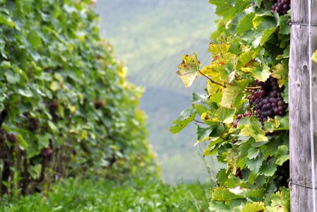 Vineyard vintage autumn