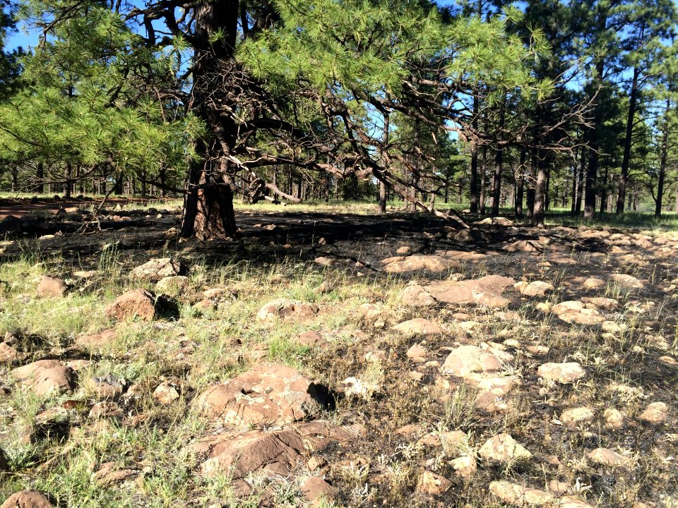 Camillo Fire 2015-06-16
