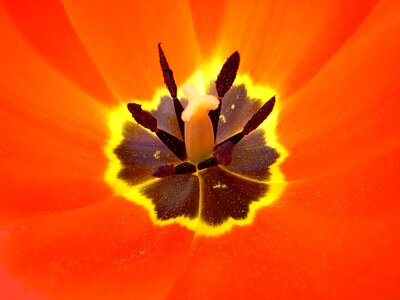 Nature macro multicolor