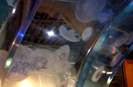 aquarium jellyfish