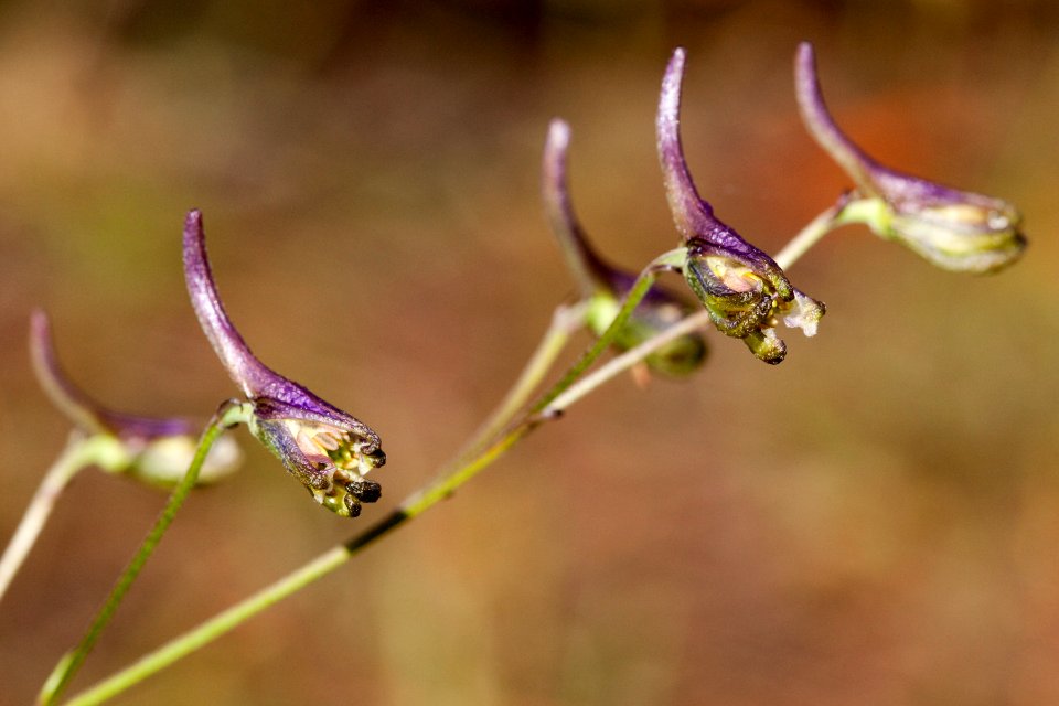 Delphinium scopulorum