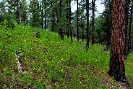 Continental Divide Trail