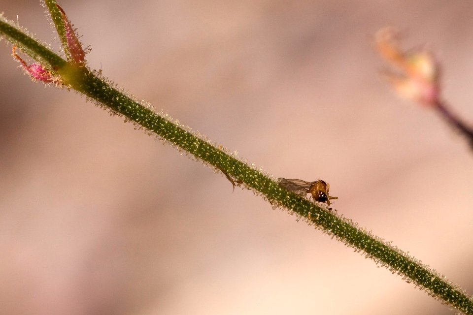 Fruit fly on Boerhavia wrightii