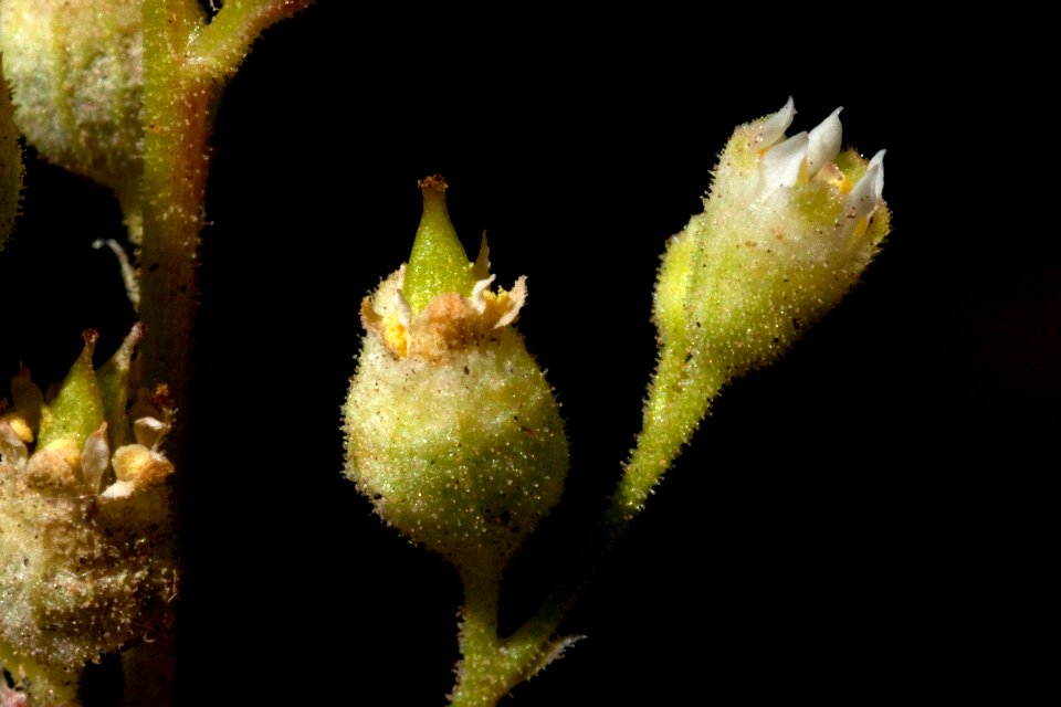 Heuchera