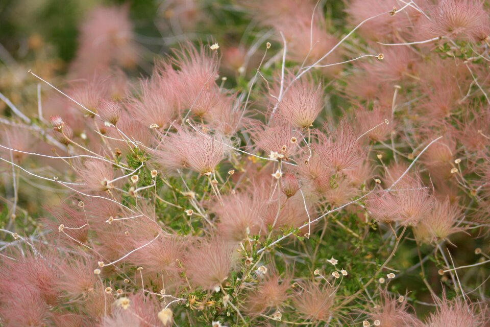 Float plant meadow