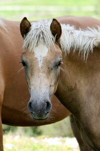 Horses colt brown colt