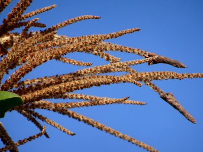 "Triplaris americana" , pau-formiga, flores masculinas, male-flowers