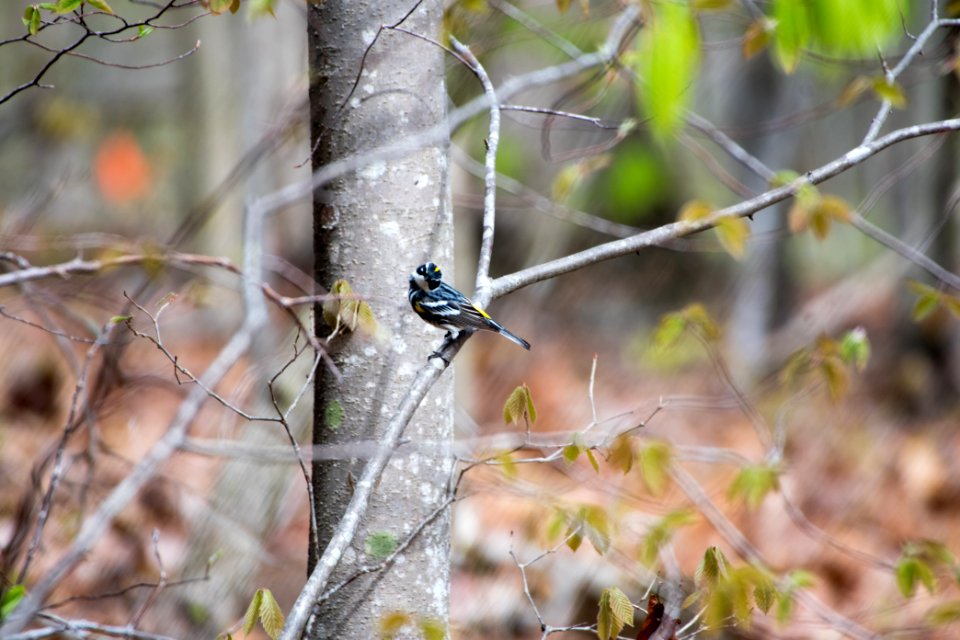 2018 Walk for the Woods Bacon Ridge Natural Area 262