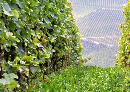 Vineyard vintage autumn