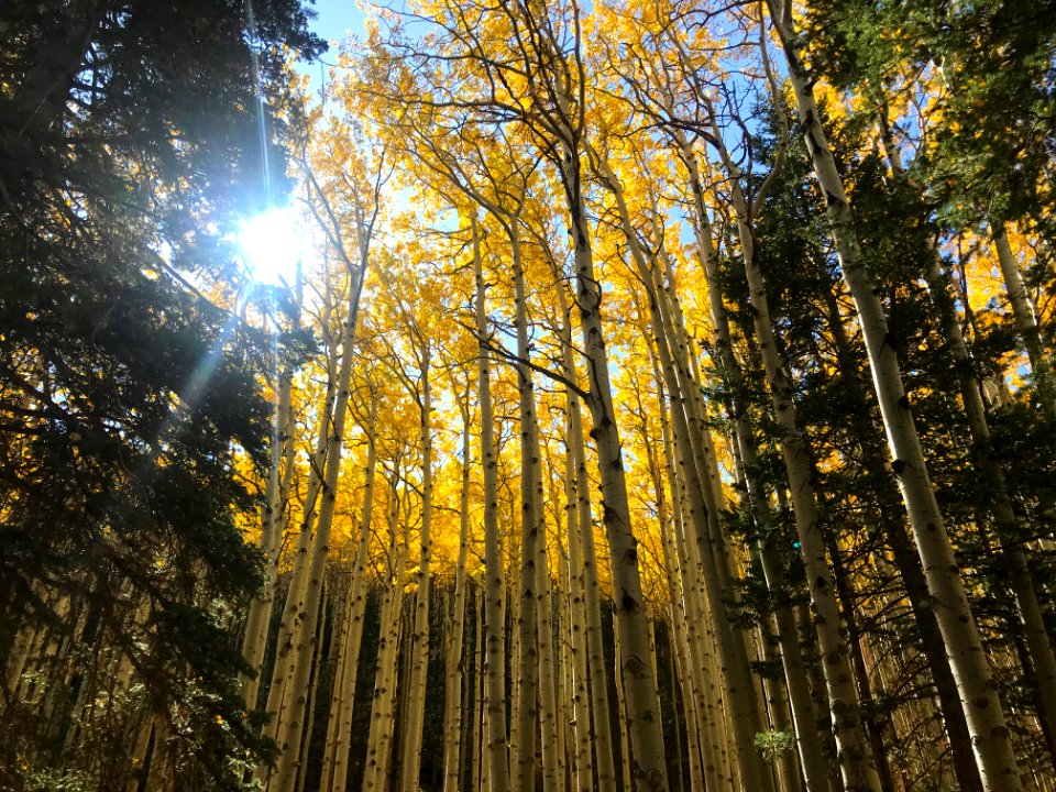 Fall in Lockett Meadow