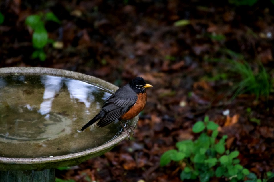 American Robin 8622