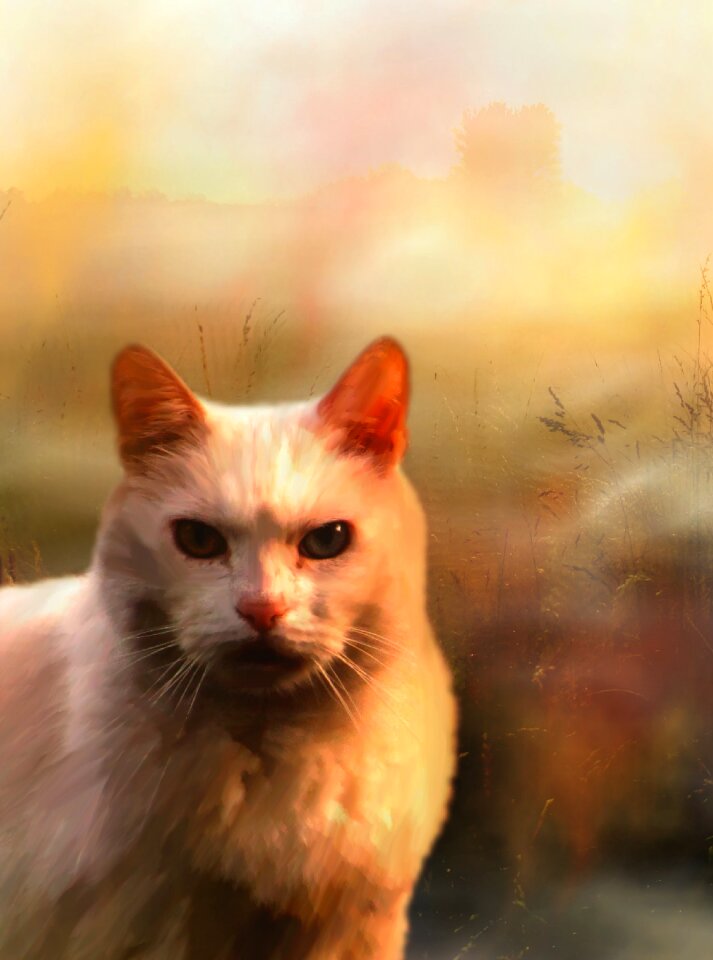 Pet animal graphic