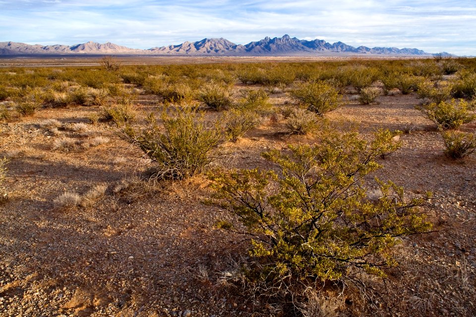 East bajada of the Doña Ana Mountains