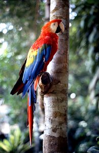 Parrot colorful tropical photo