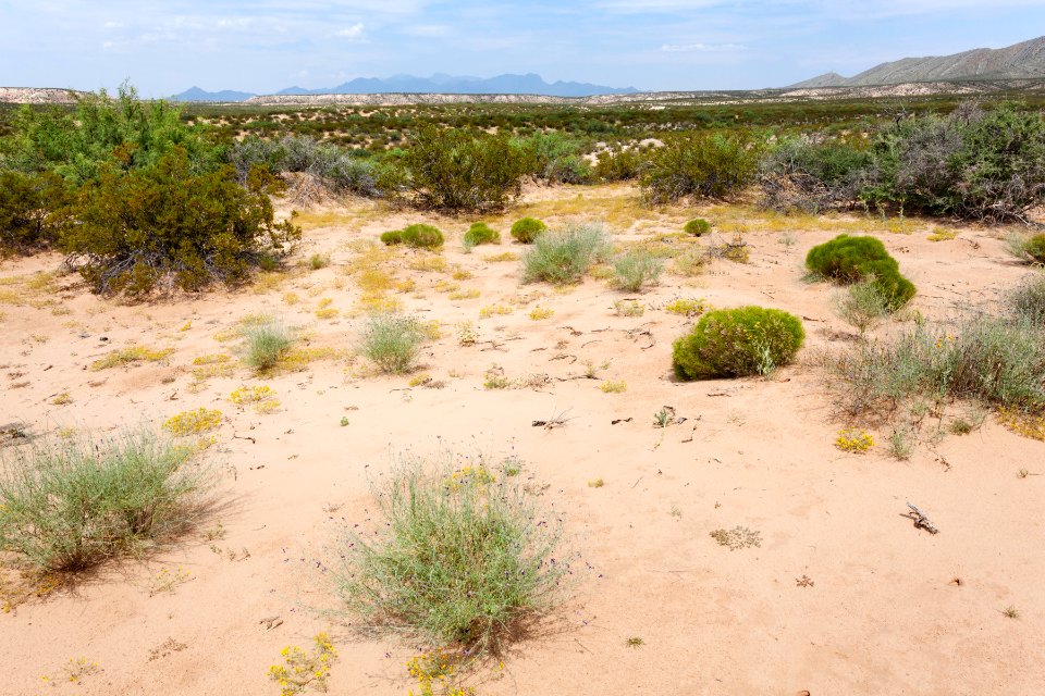 East side of the Rio Grande near Berino