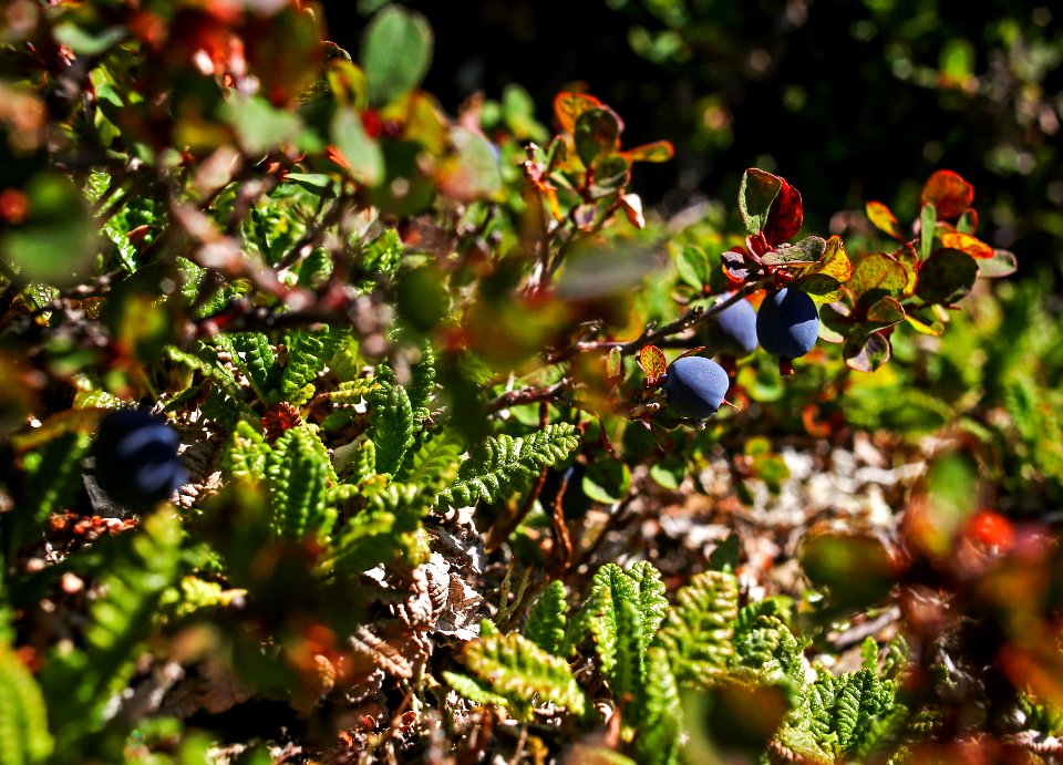 Blueberries - A Sweet Surprise