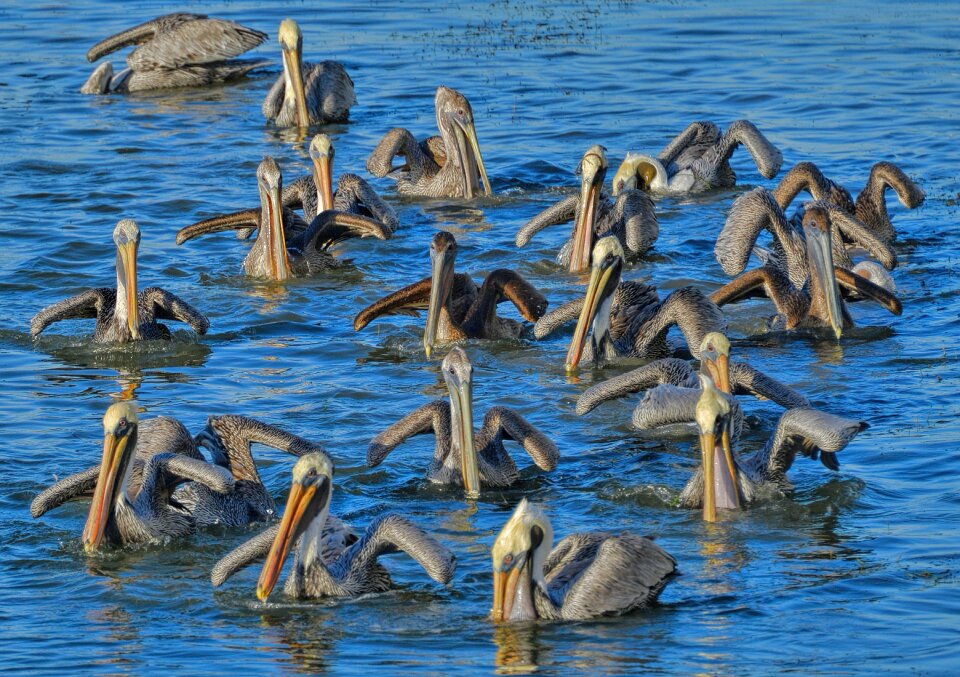 Nature wildlife avian