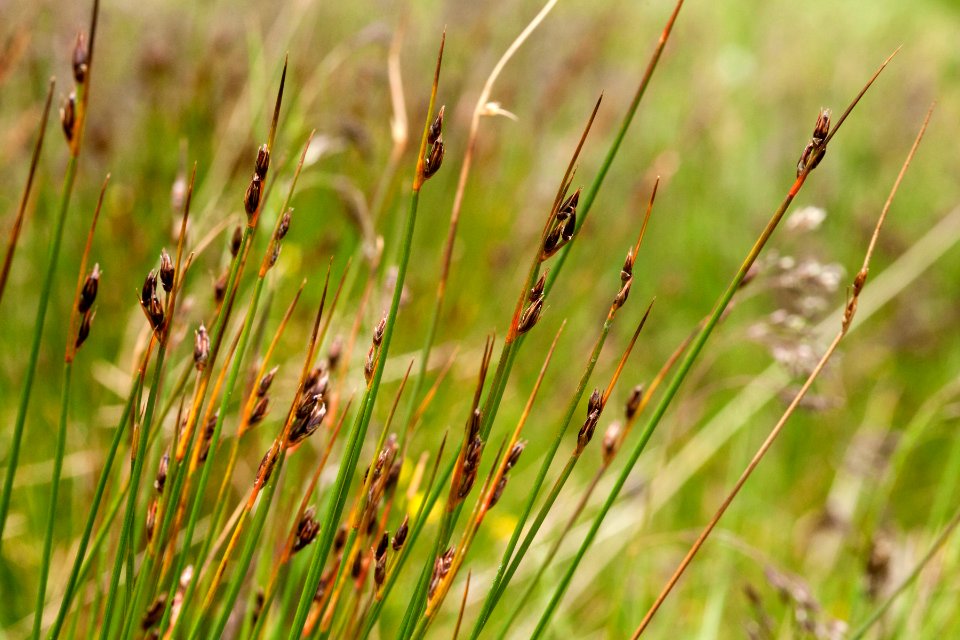 Juncus drummondii