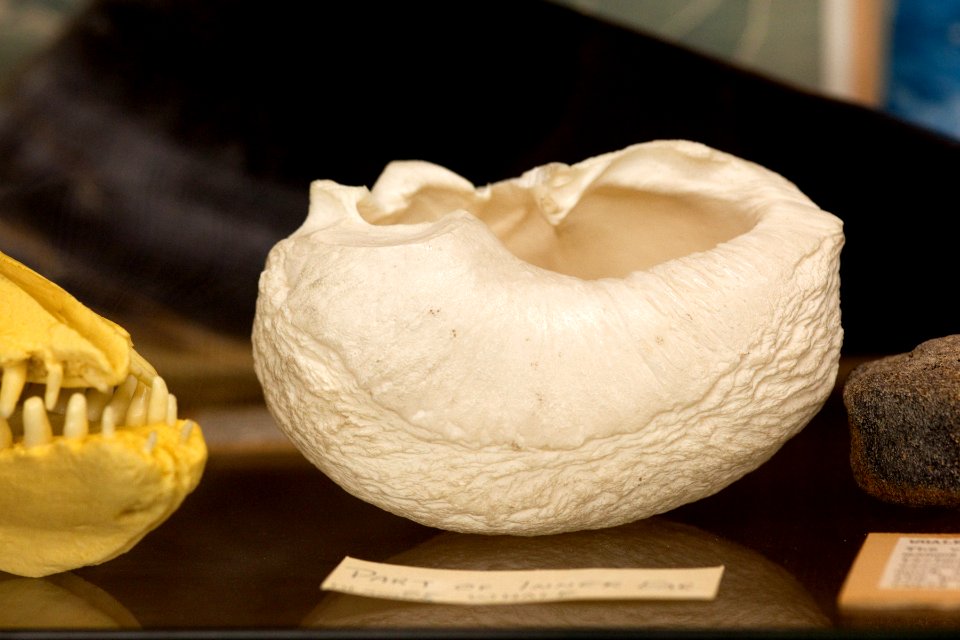 Part of Inner Ear of Whale