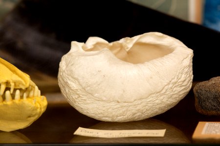 Part of Inner Ear of Whale