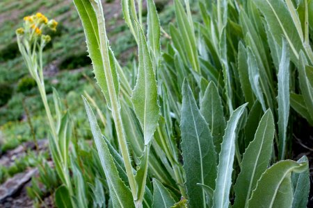 Senecio atratus