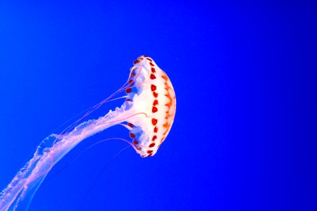 Jelly Fish On Blue