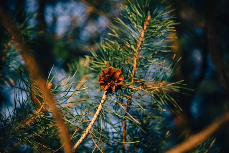 Needles nature evergreen photo