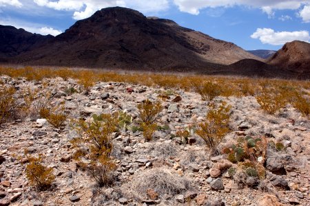 East bajada of Black Mountain
