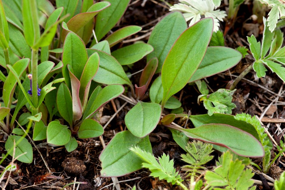 Penstemon oliganthus