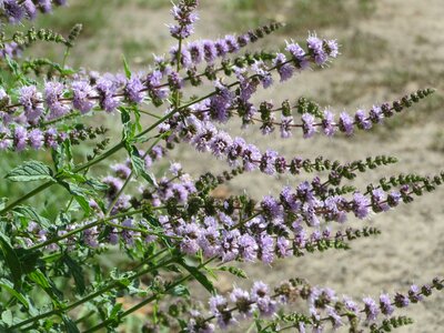 Wildflower flora botany photo