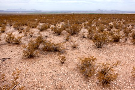 West side of the Sierra de las Uvas