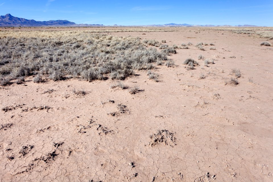 Near Mule Springs Creek