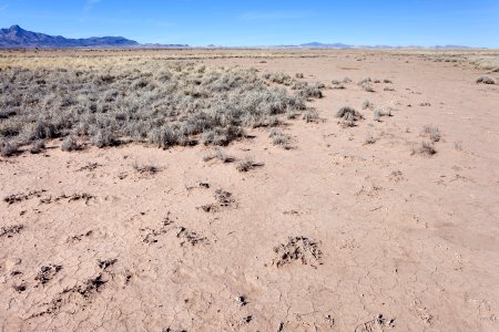 Near Mule Springs Creek