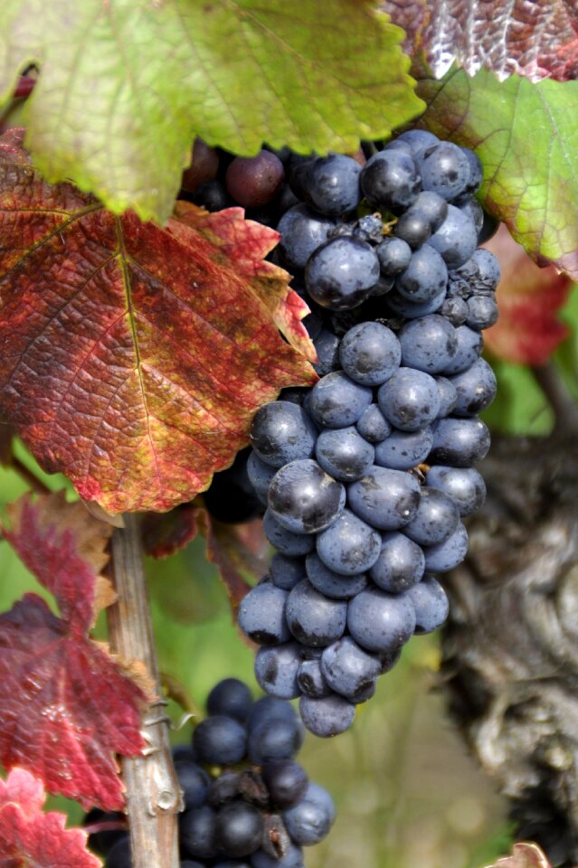 Vineyard vintage autumn